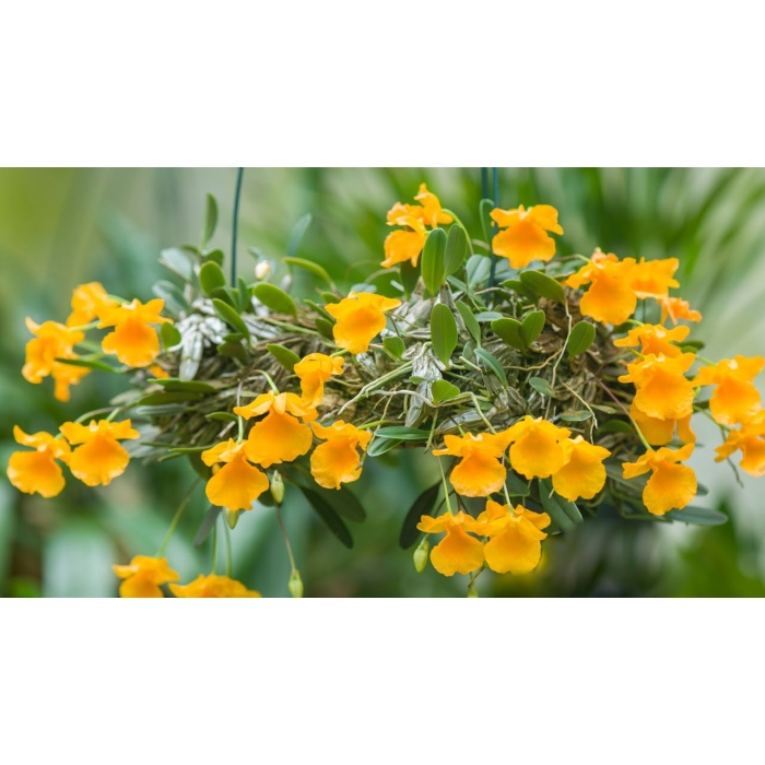 Dendrobrium Jenkinsii