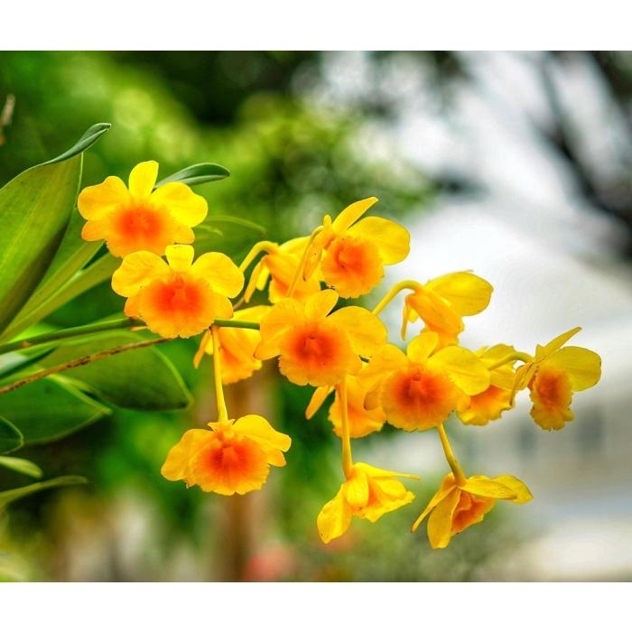 Dendrobium Chrysotoxum